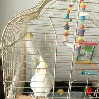 عروس هلندی لوتینو