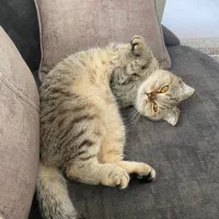 واگذاری گربه اسکاتیش فولد ماده آماده جفت|گربه|مشهد, هنرور|دیوار