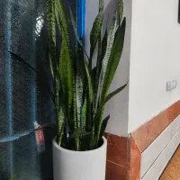 طلای سرسبز|جواهرات|خرمآباد, |دیوار