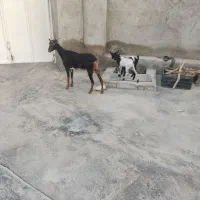 بزه دو قلو جزیزی کهرهاش هردوتاش نر هستش|حیوانات مزرعه|کاکی, |دیوار