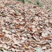 زمین-دوبر-جنوبی-160-متری-بلوار-امام-رضا