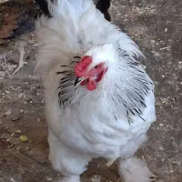 ۸عدد مرغ برهما تخم گذار سیاه وزردو سفید برای فروش