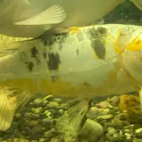 ماهی کوی (تایشو سانک)