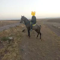 اسب نریان کرد