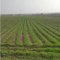 زمین-دیم-میخوام-اجاره-کنم