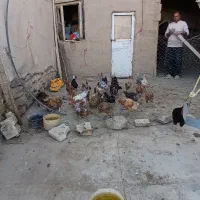 فروشی|حیوانات مزرعه|کبودرآهنگ, |دیوار
