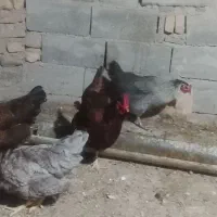 مرغ،خورس،|حیوانات مزرعه|تربت جام, جامرود|دیوار
