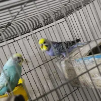 جفت مرغ عشق رینبو مولد|پرنده|بندر ماهشهر, |دیوار