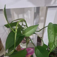 سبز پتوس و زعفرانی|گل و گیاه طبیعی|برازجان, |دیوار