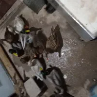 اردک پروازی