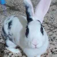 خرگوشی برای فروش ماده