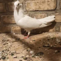 ۸تا کبوتر|پرنده|خرمآباد, |دیوار