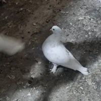 کبوتر|پرنده|تهران, هرندی|دیوار