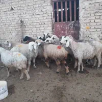 میش داشتی|حیوانات مزرعه|فیروزآباد (فارس), |دیوار