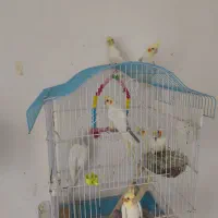 عروس هلندی|پرنده|رشت, فلسطین|دیوار