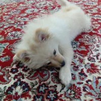 پامر‌.روباهی|سگ|اهواز, لشکرآباد|دیوار