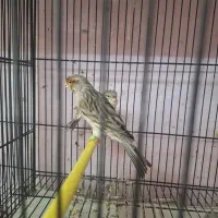 قناری یک جفت اگات موزاییکی سرخ|پرنده|مشهد, فاطمیه|دیوار