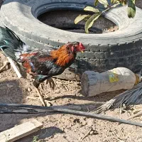 ۳عدد  خروس و ۲عدد بوقلمون ماده|حیوانات مزرعه|رفسنجان, |دیوار