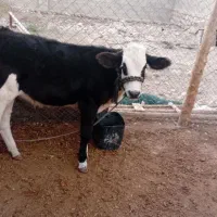 گاو و گوساله ماده مخصوص داشت|حیوانات مزرعه|لامرد, |دیوار