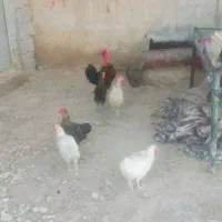 خروس|حیوانات مزرعه|دهدشت, |دیوار