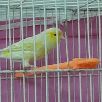 سه تا قناری مست شلاغی شبانه روزی|پرنده|مشهد, شهرک امام سجاد|دیوار