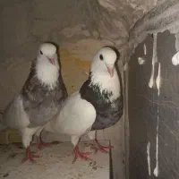طوقی فولادی