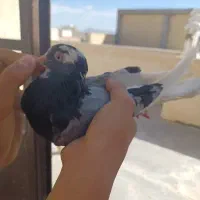 یک عدد کبوتر شازده