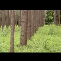 چوب صنوبر، باغ صنوبر