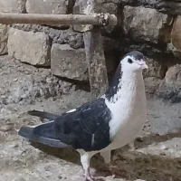 کفتر زره ای و پولکی