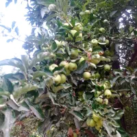پیوند|خدمات باغبانی و درختکاری|همدان, |دیوار