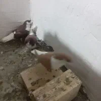 سده زرد و سرخ