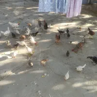 فروش مرغ، خروس جوجه کلی و تکی