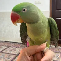 شاه طوطی سالم و کم نظیر