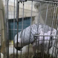 کاسکو بالای ۵۰ کلام سخنگو|پرنده|شیراز, مسلم|دیوار