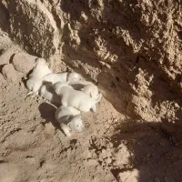 توله سگ پاکوتاه معاوضه باکبوترمفت زدم|حیوانات|کرمان, |دیوار