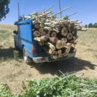 تسویه نقدی چوب درخت خشک و تر