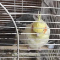 عروس هلندی|پرنده|بجنورد, |دیوار