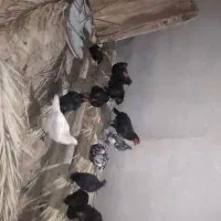 مرغ و خروس