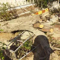 تنه درخت کنار