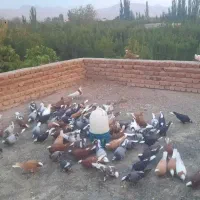یه لونه کبوتر همه  جفت جفت ب شرط پرش تضمینی میدم