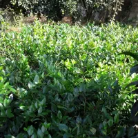 یاس|گل و گیاه طبیعی|چابکسر, |دیوار