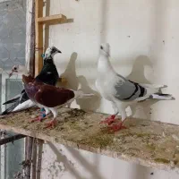 چندتاپلاکی زرنگ|پرنده|شوشتر, |دیوار