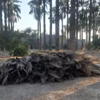 پیش نخل|گل و گیاه طبیعی|جهرم, |دیوار