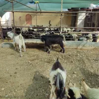 دامداری رهن و اجاره گوسفند و گاو|اجارهٔ دفتر صنعتی، کشاورزی، تجاری|شهرضا, |دیوار