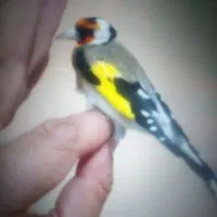 سهره نر|پرنده|رشت, فلسطین|دیوار