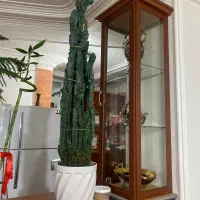 گل کاکتوس صخره ای