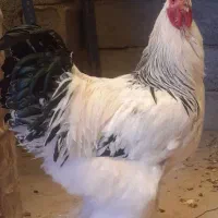 دوتا خروس برهما