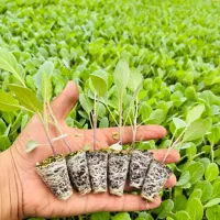 نشا کلم گل کلم بروکلی گوجه بادمجان فلفل هندوانه|خدمات باغبانی و درختکاری|شیراز, ارم|دیوار