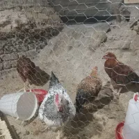 جوجه خروس محلی|حیوانات مزرعه|داراب, |دیوار