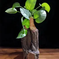 فروش گلدان‌های روستیک چوبی